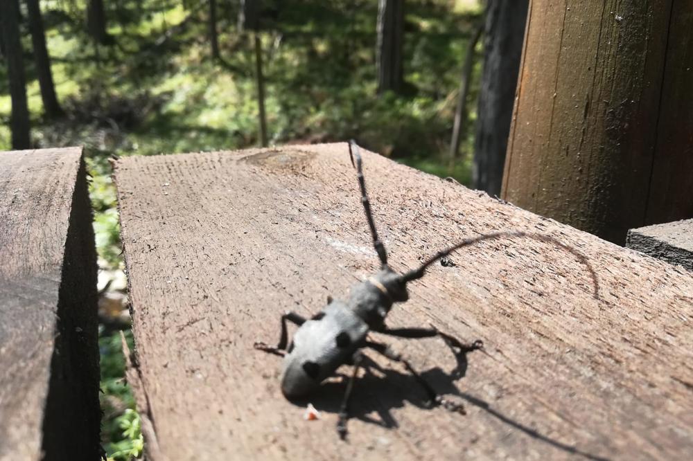 OPASNA BUBA IZAZVALA HAOS U NOVOM SADU: Građani uznemireni, šalju slike, HRANI SE PAUKOVIMA I LEŠEVIMA (FOTO)