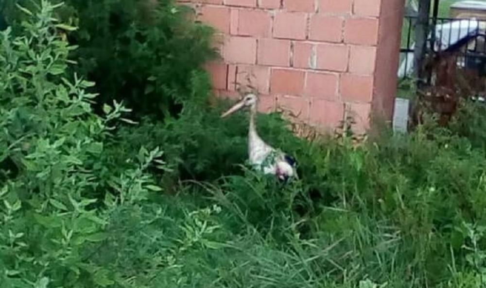 Uginula RODA iz SREMA koja se DANIMA borila da preživi   