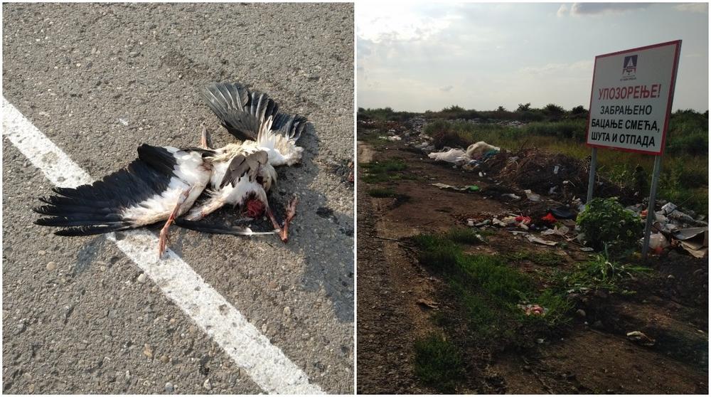 Uginula RODA iz SREMA koja se DANIMA borila da preživi   