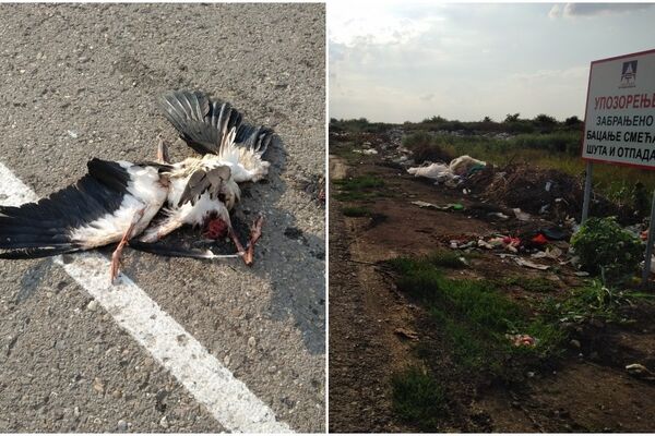 RODA U MAČVANSKOJ MITROVICI TEŠKO POVREĐENA! Meštani tvrde da se na nju pucalo iz VAZDUŠNE PUŠKE, iz ZAVODA čekaju rezultate! (FOTO)