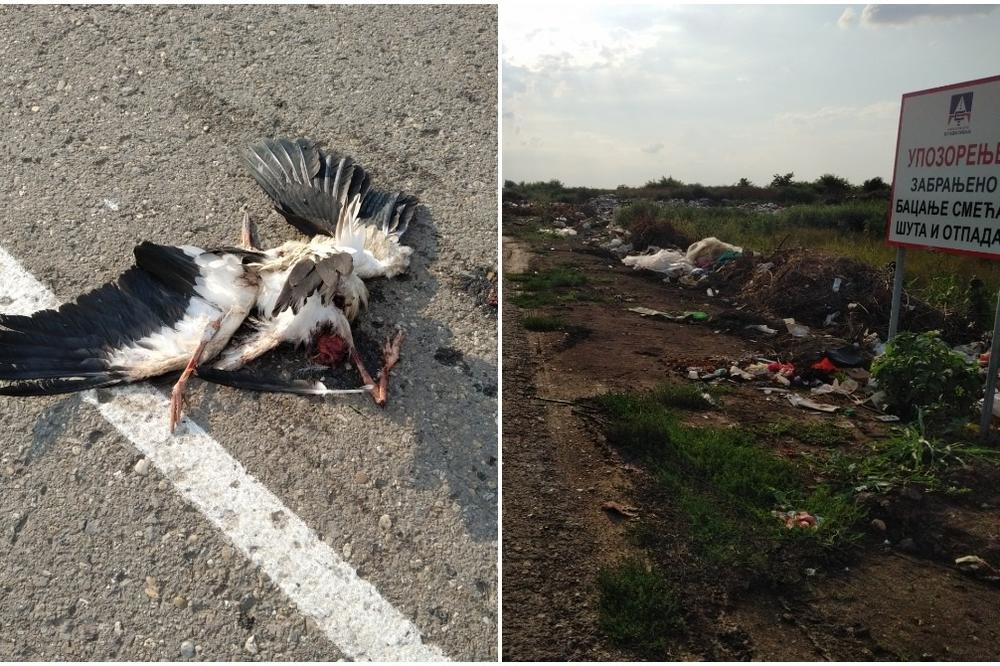 RODA U MAČVANSKOJ MITROVICI TEŠKO POVREĐENA! Meštani tvrde da se na nju pucalo iz VAZDUŠNE PUŠKE, iz ZAVODA čekaju rezultate! (FOTO)