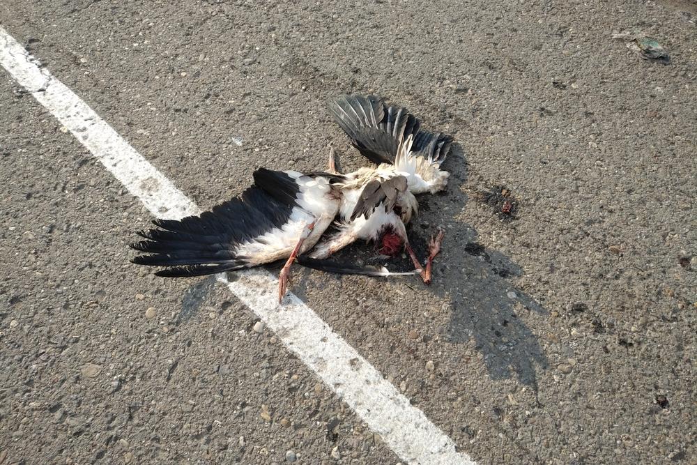 Povređena roda u selu Mačvanska Mitrovica      