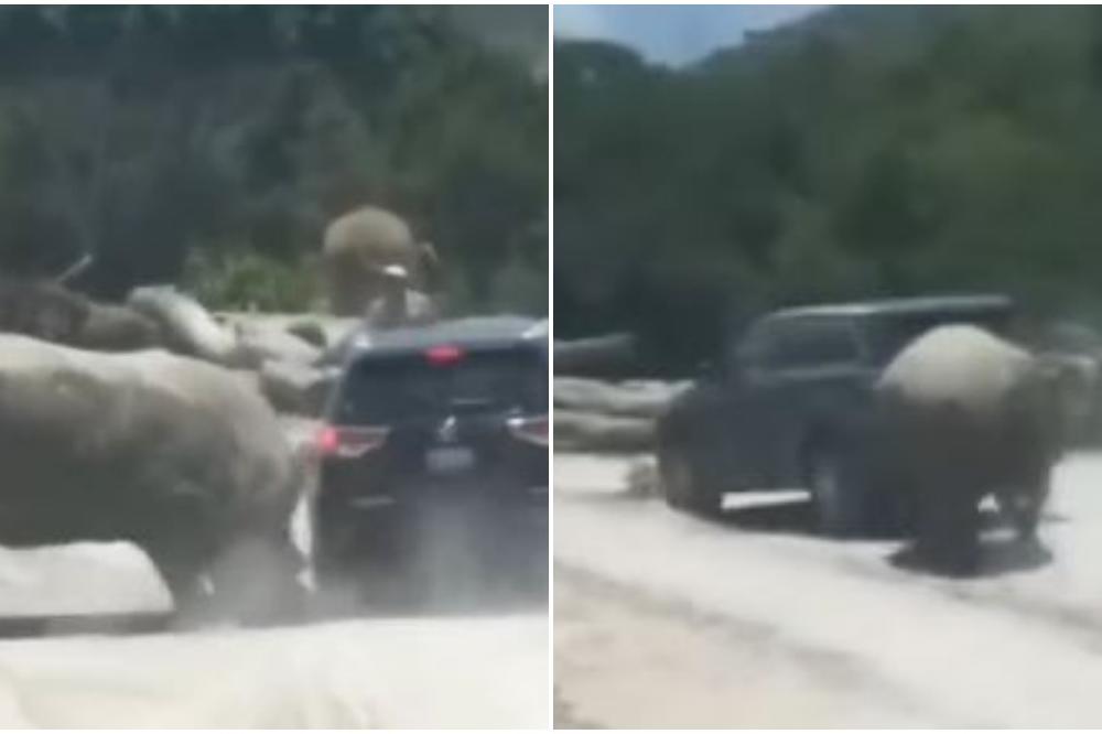 SCENA KAO IZ HORORA: Nosorog napao automobil u kojem je bilo novorođenče! (VIDEO)