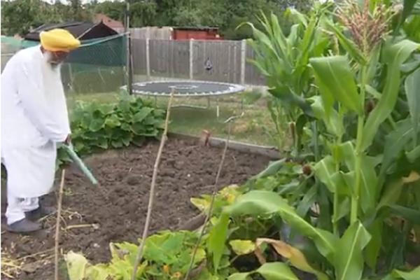 MOLIO SE DA MU NARASTE KRASTAVAC! Deda uzgojio ovo povrće do REKORDNE veličine, pa stavio stolicu da gleda u njega! (VIDEO)