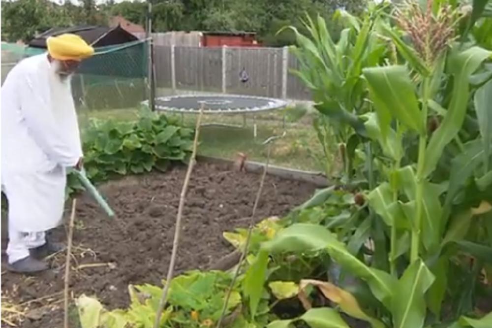 MOLIO SE DA MU NARASTE KRASTAVAC! Deda uzgojio ovo povrće do REKORDNE veličine, pa stavio stolicu da gleda u njega! (VIDEO)