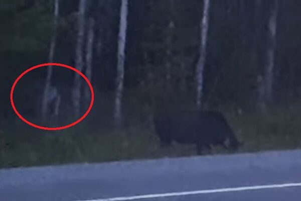 BELO ČOVEKOLIKO STVORENJE JOJ IZLETELO IZ ŠUME: Snimala je prirodu, a onda je u kadar uletelo OVO! Pretrnućete od straha kada budete videli snimak! (VIDEO)