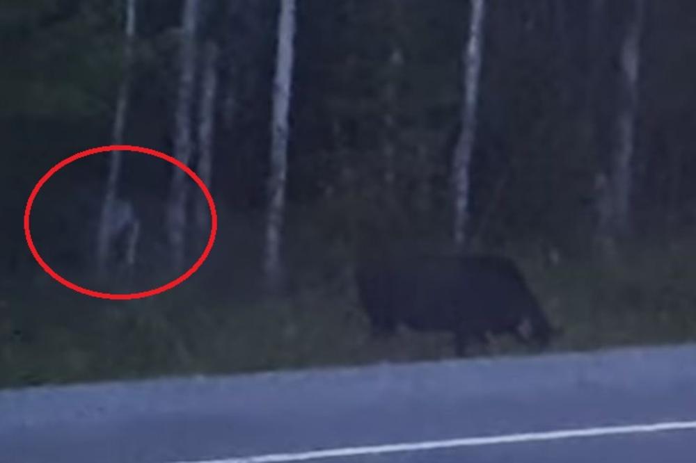 BELO ČOVEKOLIKO STVORENJE JOJ IZLETELO IZ ŠUME: Snimala je prirodu, a onda je u kadar uletelo OVO! Pretrnućete od straha kada budete videli snimak! (VIDEO)