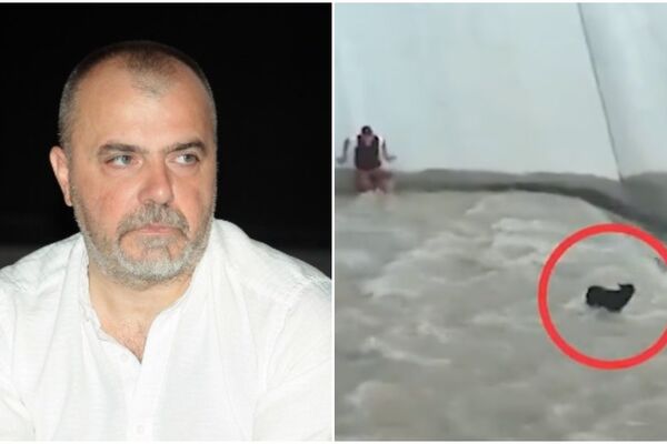 PRVO DA SE UTVRDI DA LI JE PAS SRBIN, HRVAT ILI BOŠNJAK! Nikola Kojo okačio snimak spašavanja ŽIVOTINJE, pa ga preveo na SRPSKI! (VIDEO)