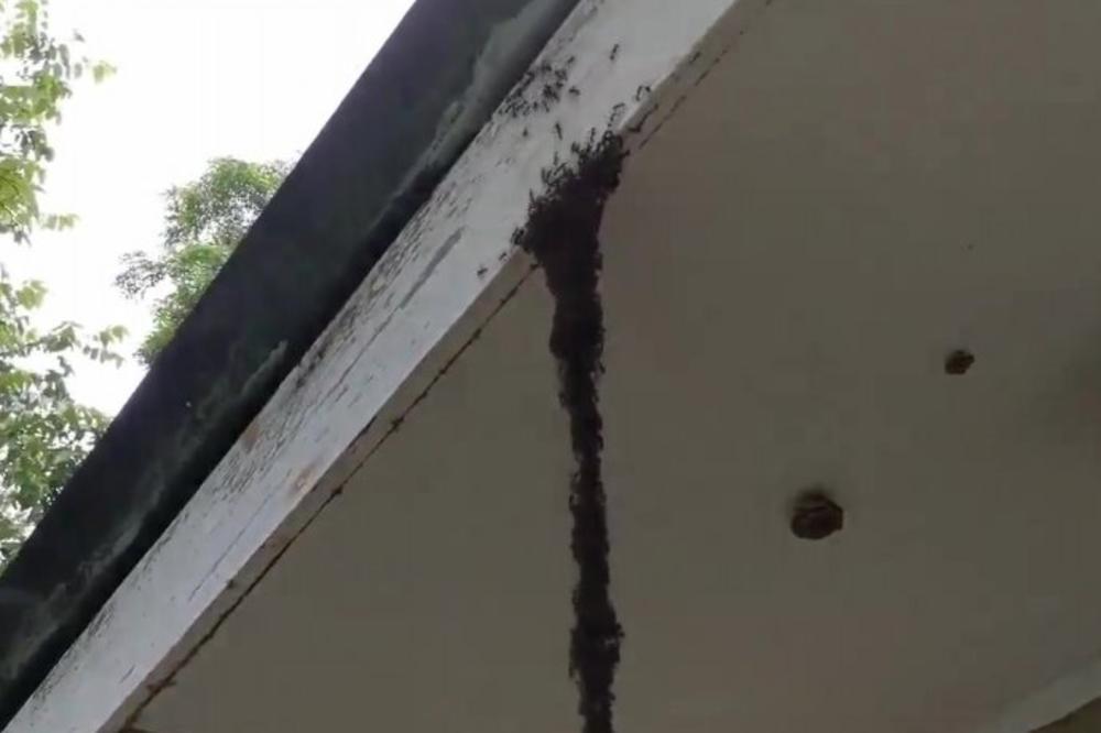 Ako primetite OVO u svom dvorištu ni slučajno ne dirajte, EVO O ČEMU SE RADI! (FOTO)