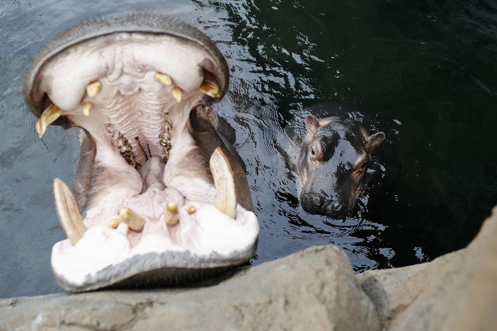 FOTOGRAFISALI SU PREDEO, A ONDA IM SE PRIKRALA KRVOLOČNA ZVER! Nilski konj UBIO kineskog turistu, a on nije jedina žrtva!
