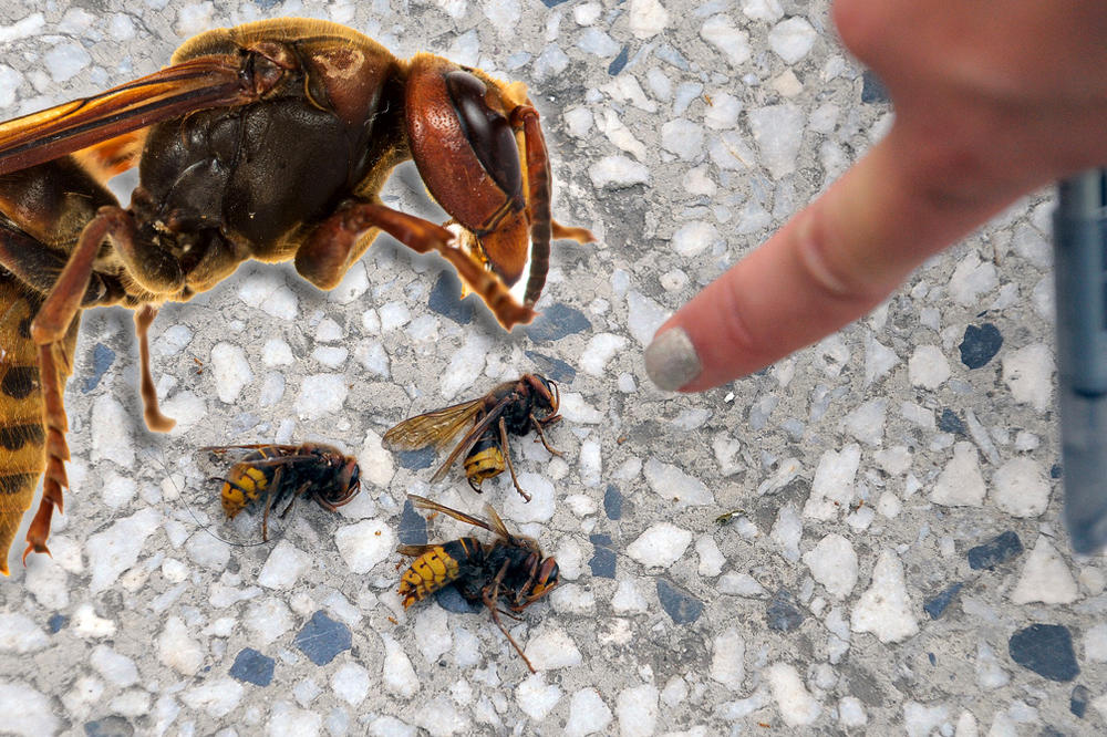 Ovo prvo treba da uradite kad vas ubode stršljen! Može da vam spasi život, a da ni ne znate