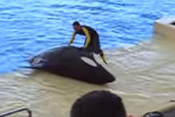 ORKA MRTVOG MLADUNCA PRATILA 17 DANA, PREŠLA 1.600 KM DOK SE OD NJEGA NIJE OPROSTILA! (VIDEO)