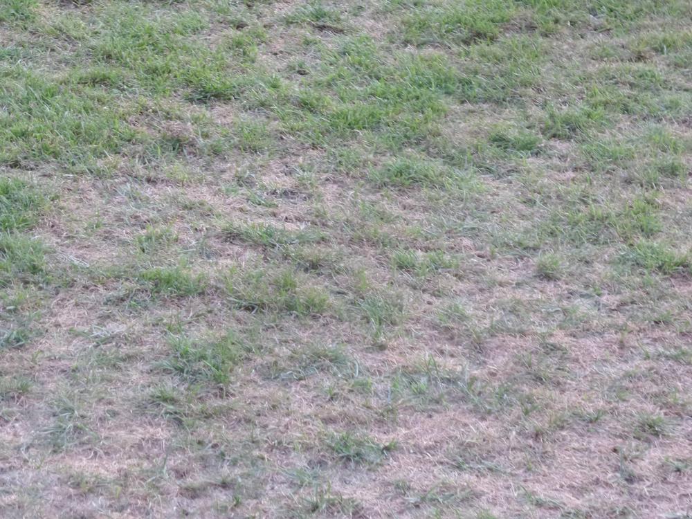 Užasno stanje trave u Trnavi