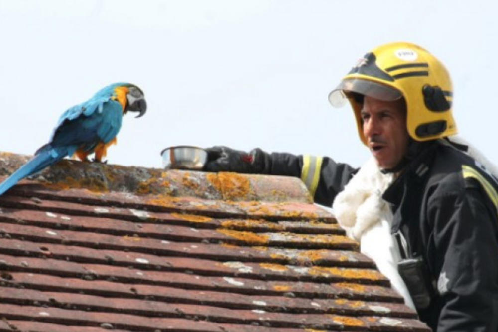 NEVEROVATNA PRIČA O ODNOSU MUŠKARCA I PAPAGAJA: Ovo će vas ZAPREPASTITI!