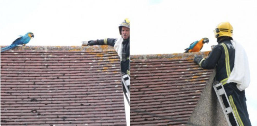 Vatrogasac skida papagaja sa krova   