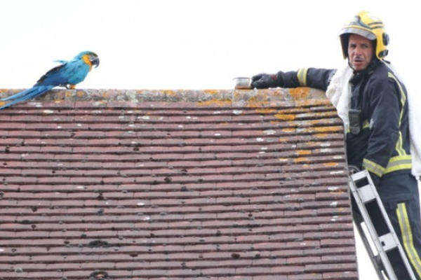 VATROGASAC SKIDAO PAPAGAJA S KROVA, A ON MU ŽESTOKO ODBRUSIO: Ove reči neće lako zaboraviti! (FOTO)