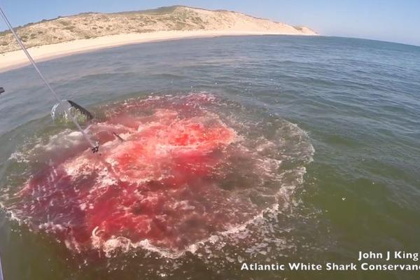 JEZIVE SCENE: Istraživači pratili AJKULU, a onda je more postalo KRVAVO CRVENO! (VIDEO)