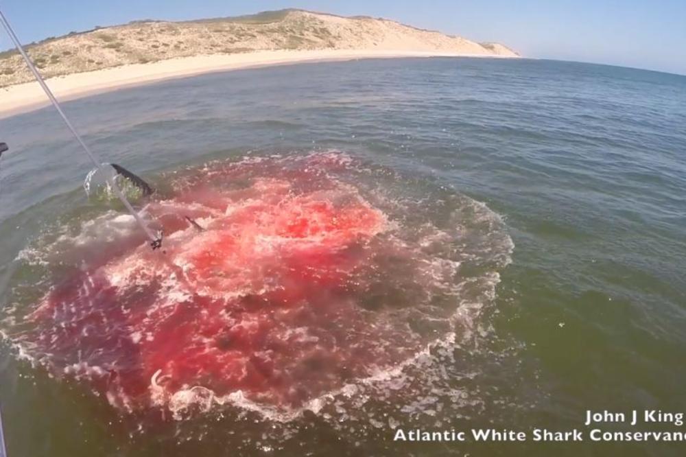 JEZIVE SCENE: Istraživači pratili AJKULU, a onda je more postalo KRVAVO CRVENO! (VIDEO)