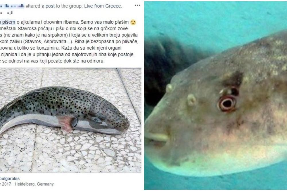 Jedna od NAJOTROVNIJIH riba na svetu uočena u ASPROVALTI i na STAVROSU! Srbi prestravljeni! (FOTO)