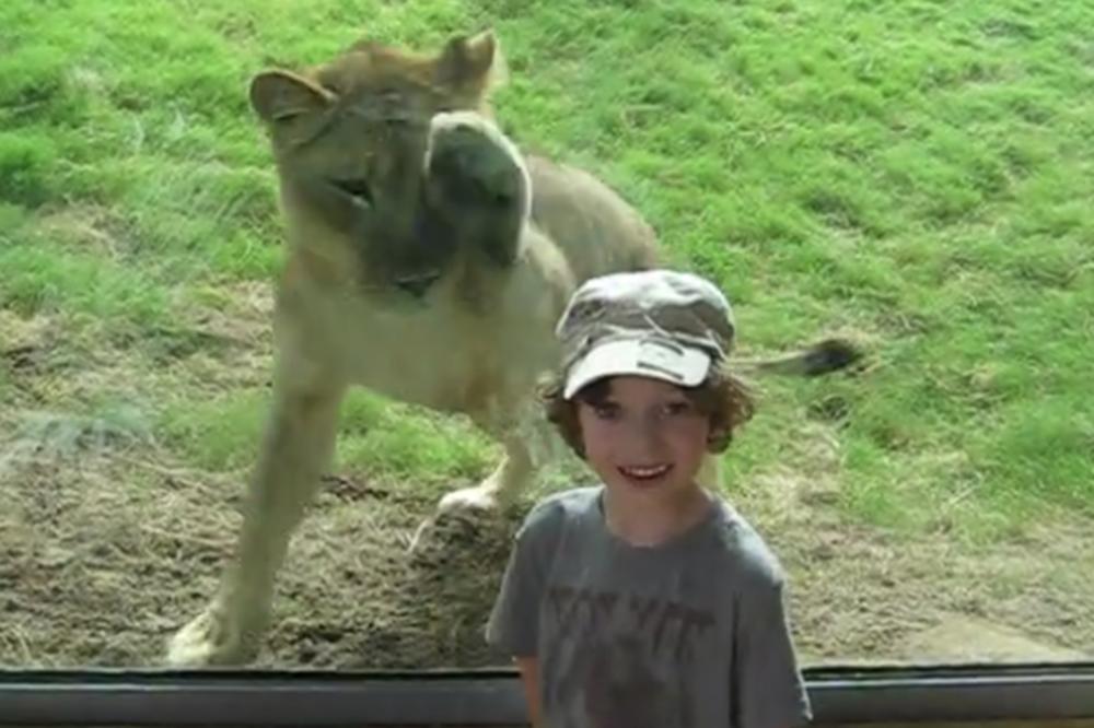 Gladna lavica je pokušala da  pojede dečaka koji se slikao ispred njenog kaveza! (VIDEO)