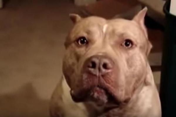 PIT BUL ČUO VRISAK I POJURIO KA DETETU: Vlasnik nije mogao da veruje da jedan PAS može OVO da uradi! (FOTO)