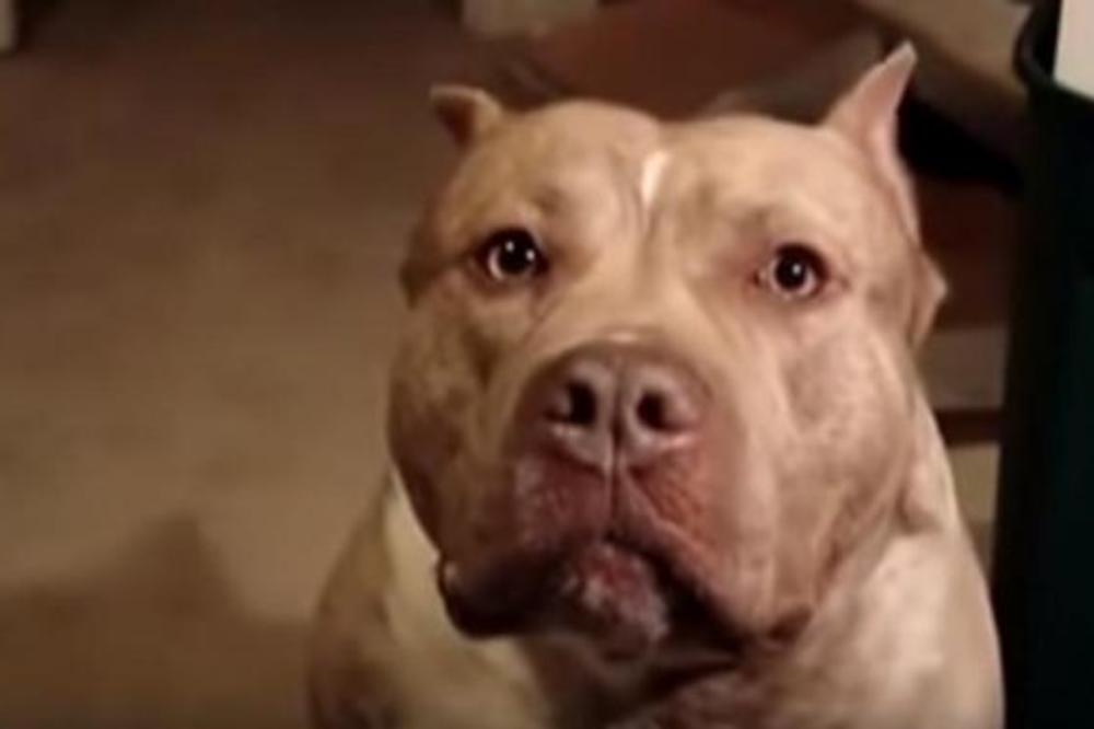 PIT BUL ČUO VRISAK I POJURIO KA DETETU: Vlasnik nije mogao da veruje da jedan PAS može OVO da uradi! (FOTO)