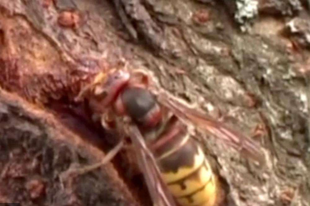 AMERIKA U PANICI, LETEĆA SMRT STIGLA NA NJIHOVU TERITORIJU: Ovi MONSTRUMI nemaju milosti!