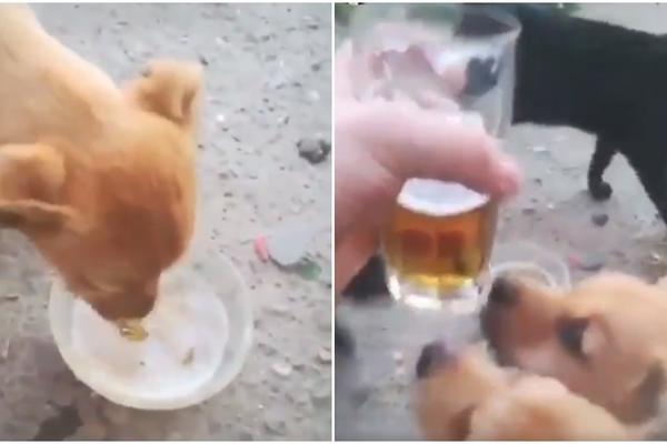 DAVAO ŠTENCIMA DA PIJU PIVO KOJE MOŽE DA IH OTRUJE! Sprema mu se pakao, poručuje mu Levijatan! (VIDEO)