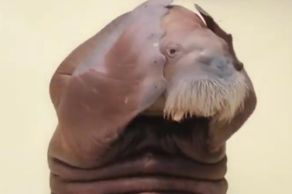 NABILDOVANI MORŽ RADI TRBUŠNJAKE KAO OD ŠALE! OVAJ VIDEO IMA 50 MILIONA PREGLEDA, i moraćete da ga odgledate do kraja! (VIDEO)