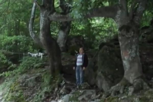 Ljubavne bukve pokraj Studenice učvršćuju VEZE: Pod ovim stablima LJUBAV postaje JAKA, a mnogi BRAKOVI su opstali više od VEKA! (VIDEO)