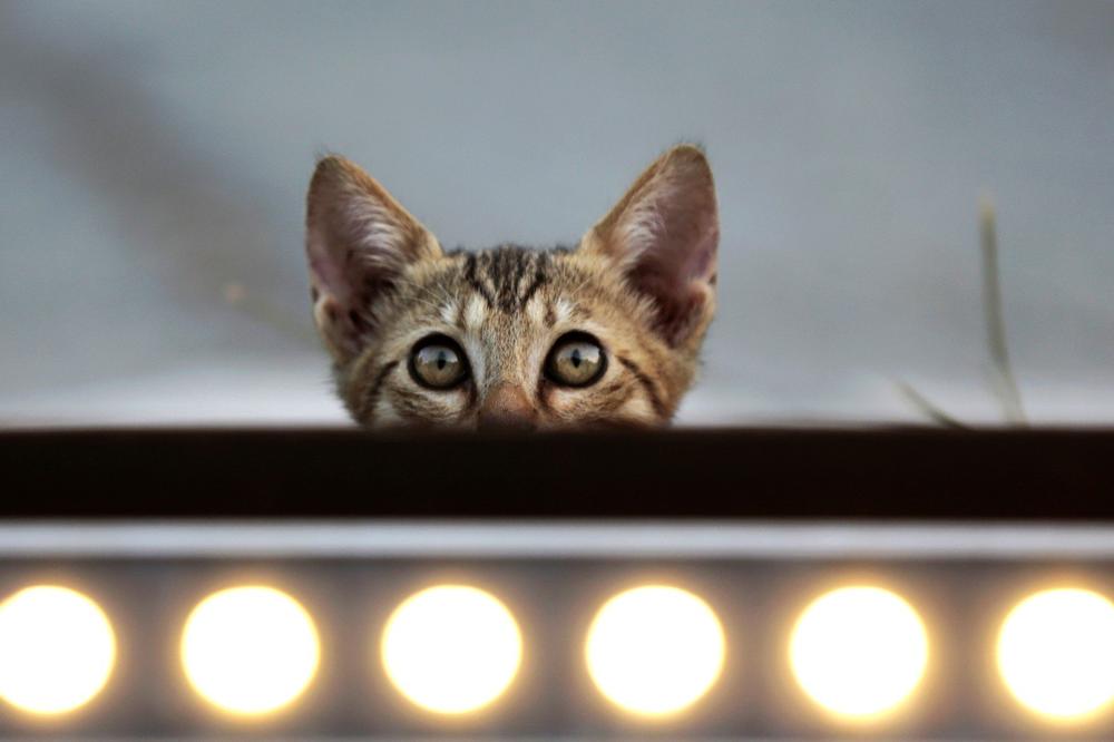 DVE FOTOGRAFIJE KOJE SU POTRESLE SRBIJU: Obešena mačka i mladić koji se smeje i pokazuje srednji prst (FOTO)