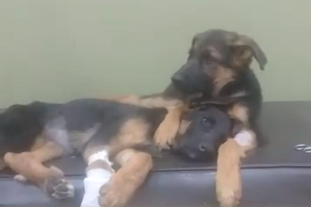 Ovaj video je posvećen svima onima koji misle da ŽIVOTINJE NEMAJU OSEĆAJ! (VIDEO)