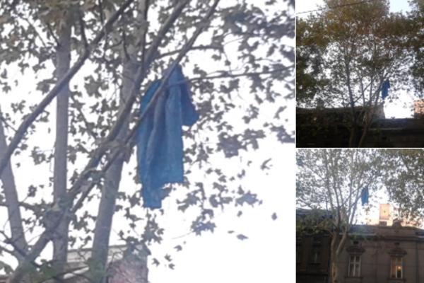 ŠTA TO VISI NA DORĆOLSKOM DRVEĆU i kako je tamo dospelo? (FOTO)