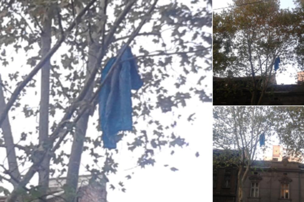 ŠTA TO VISI NA DORĆOLSKOM DRVEĆU i kako je tamo dospelo? (FOTO)