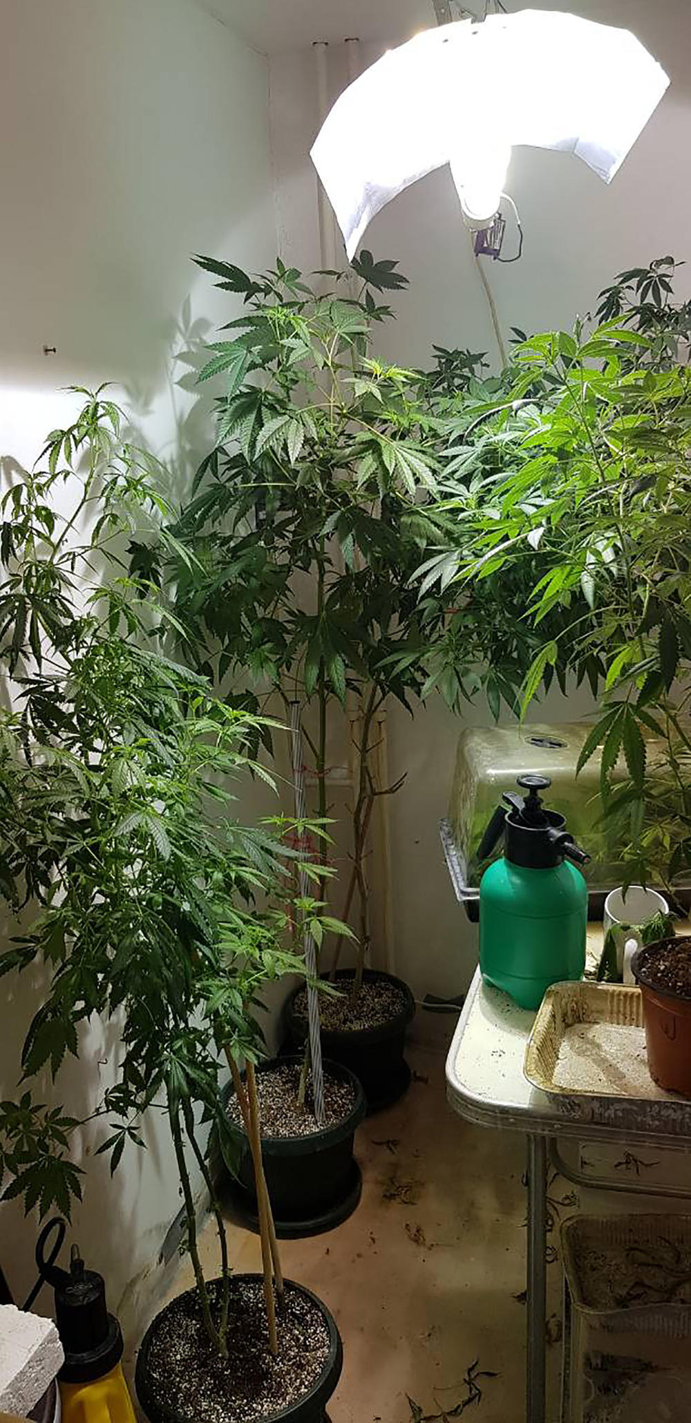 Marihuana u improvizovanoj laboratoriji 