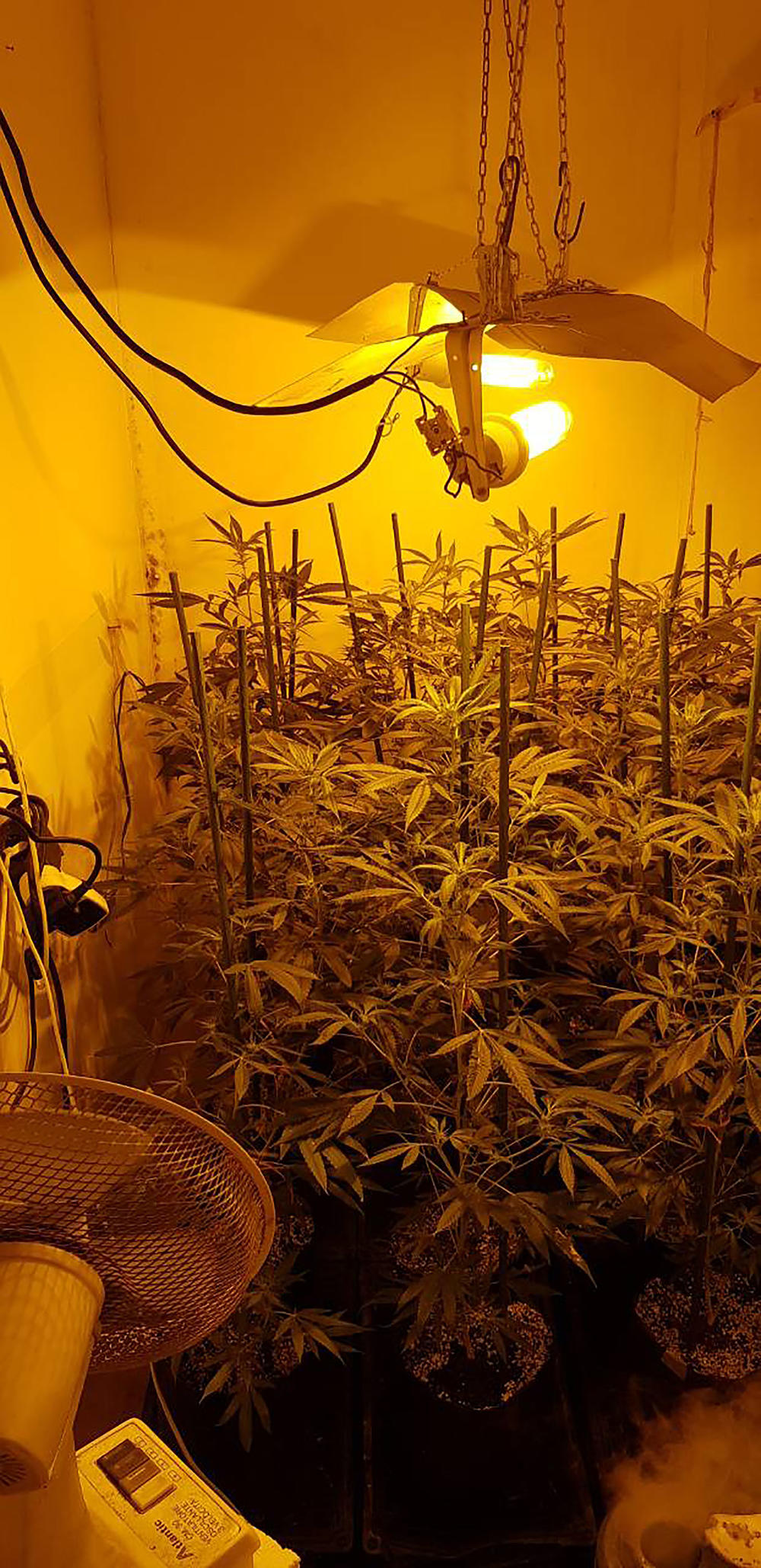 Marihuana u improvizovanoj laboratoriji   