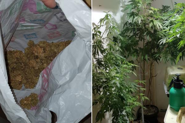 U IMPROVIZOVANOJ LABORATORIJI PRONAĐENO 70 STABLJIKA MARIHUANE: Beograđanin (48) uhapšen zbog proizvodnje droge (FOTO)