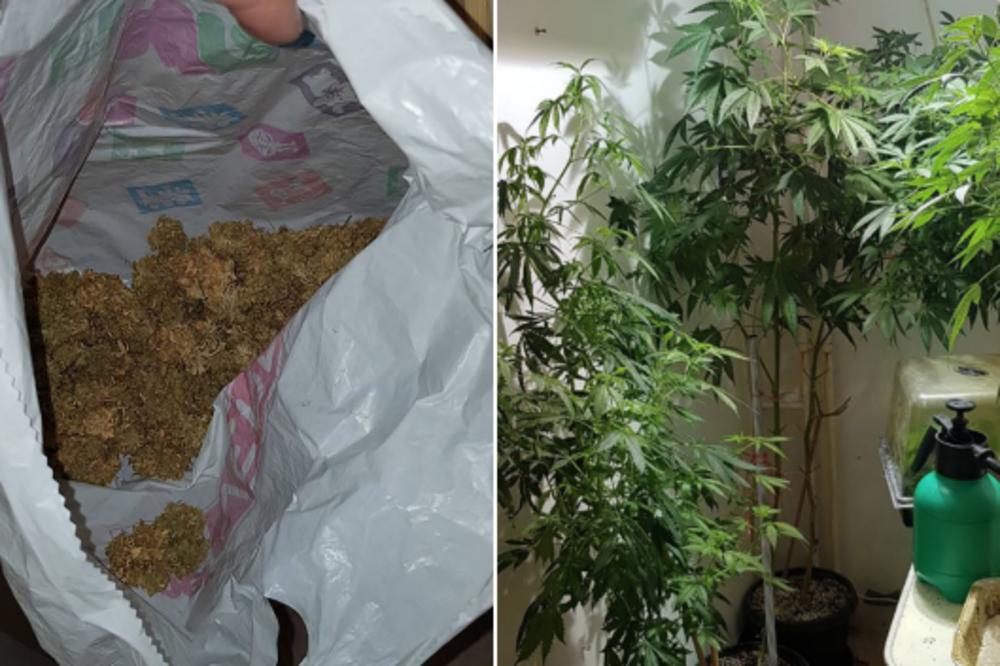 U IMPROVIZOVANOJ LABORATORIJI PRONAĐENO 70 STABLJIKA MARIHUANE: Beograđanin (48) uhapšen zbog proizvodnje droge (FOTO)