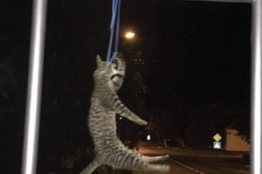 Uzmenemirujuća fotografija mačke  