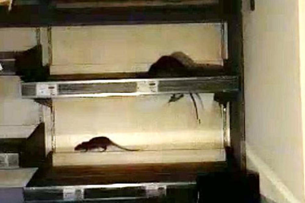 PO POLICAMA TRČE PODGOJENI MIŠEVI! Snimak iz PEKARE mnogima će ogaditi HLEB!