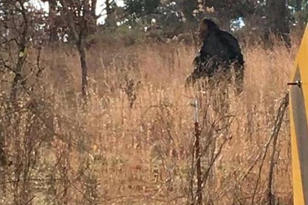 BIO JE DLAKAV I VISOK 2 METRA: U životu nisam videla nešto STRAŠNIJE! (FOTO)