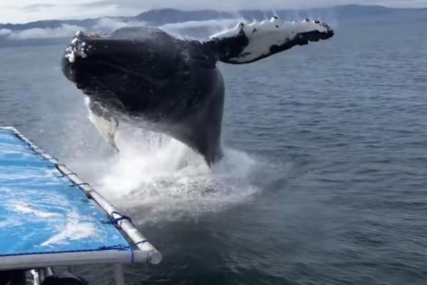 U JADRANU JE UOČEN DŽIN DUGAČAK 20 METARA: Nisu mogli da veruju kad su videli O ČEMU JE REČ!