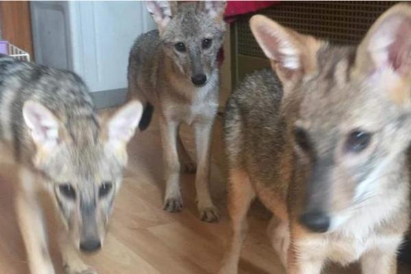 USVOJILA JE ŠTENCE, A KAD SU PORASLI SAČEKALO JE IZNENAĐENJE! To nisu bili PSI! (VIDEO)