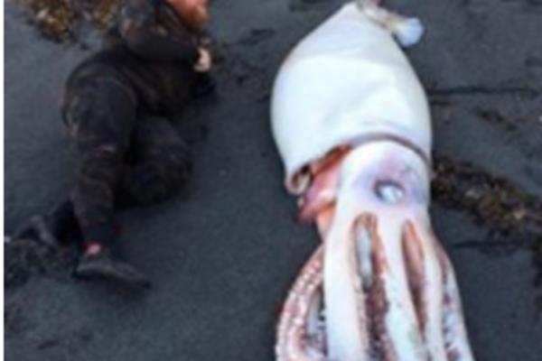 DŽINOVSKI KRAKEN! Ova neman iznenadila je trojicu ronilaca na PLAŽI (FOTO)