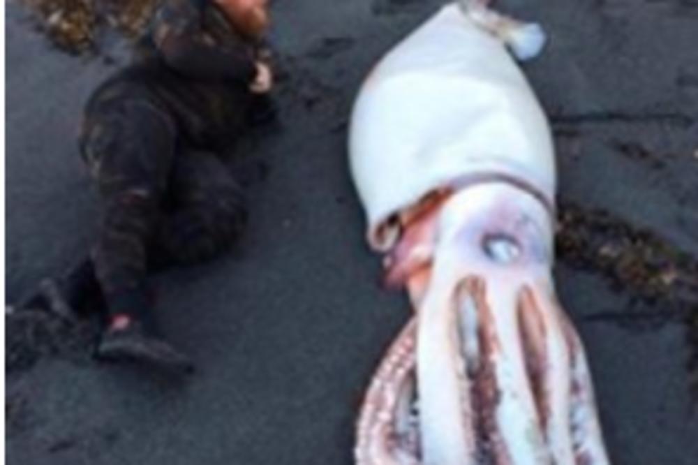 DŽINOVSKI KRAKEN! Ova neman iznenadila je trojicu ronilaca na PLAŽI (FOTO)