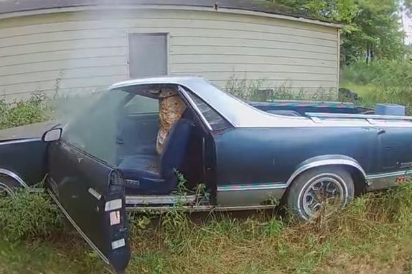 NAJSTRAŠNIJI SNIMAK NA INTERNETU: Iz automobila se čulo zujanje, a unutra se krilo GNEZDO UŽASA! (VIDEO)