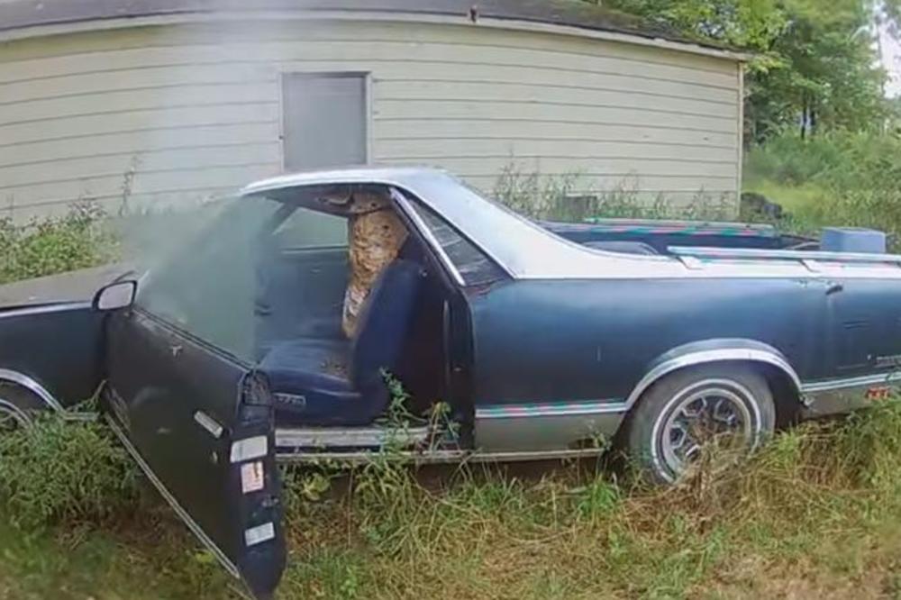 NAJSTRAŠNIJI SNIMAK NA INTERNETU: Iz automobila se čulo zujanje, a unutra se krilo GNEZDO UŽASA! (VIDEO)
