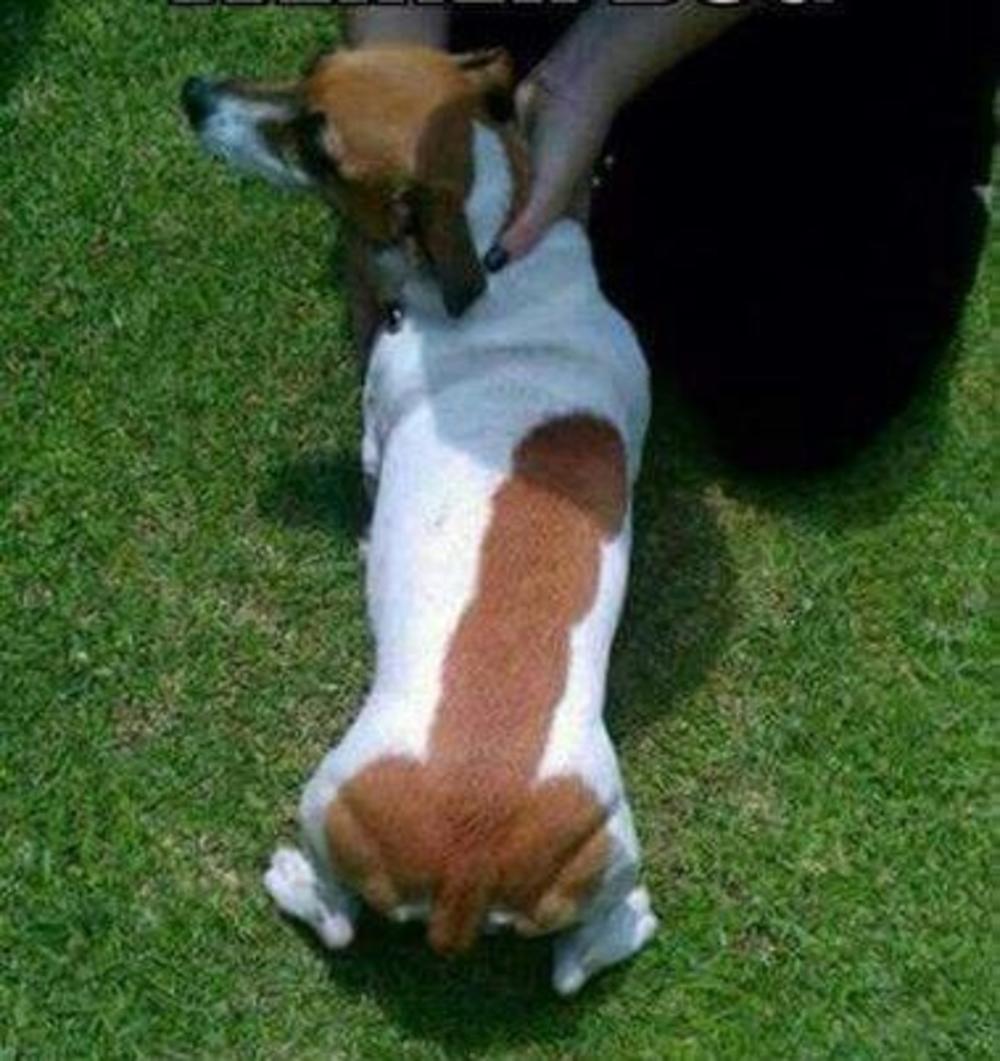 Kuca sa najneobičnijom šarom na leđima  