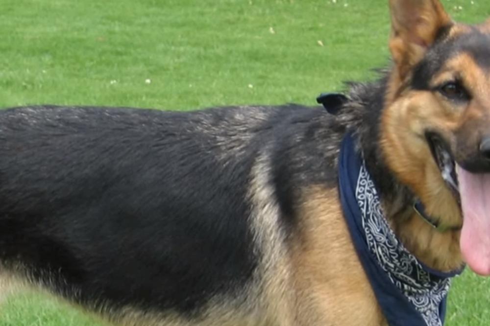 UDOMILI SU PSA, a onda su primetili da NOĆU NE SPAVA NEGO IH POSMATRA! Razlog je neverovatan (VIDEO)