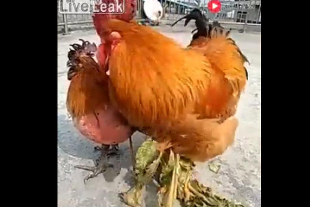 NASKAČE NA SVE ŠTO IMA DVE NOGE: Ovom pevcu su podmetnuli ZAMKU, a on se JADAN UPECAO! (VIDEO)